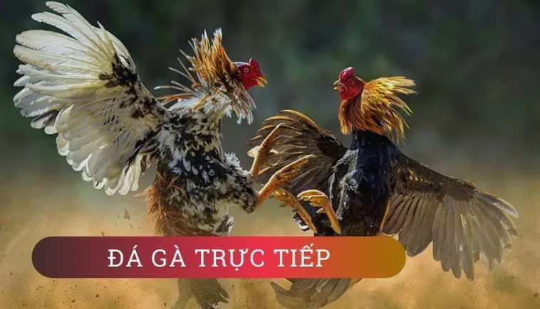 Bí Quyết Thắng Đậm Đá Gà WS168 Tại P3 Đỉnh Cao Cá Cược