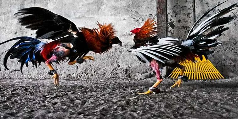Bí Kíp Chinh Phục Đá Gà GA28 Tại P3 Thắng Lớn Mọi Trận Đấu
